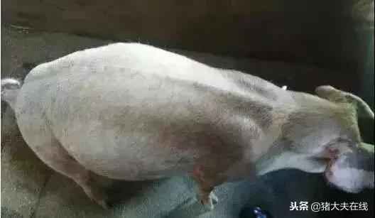 猪病治疗最快方法,猪病急救小窍门