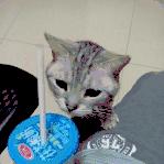 安利一款好喝饮料,安利的酸奶