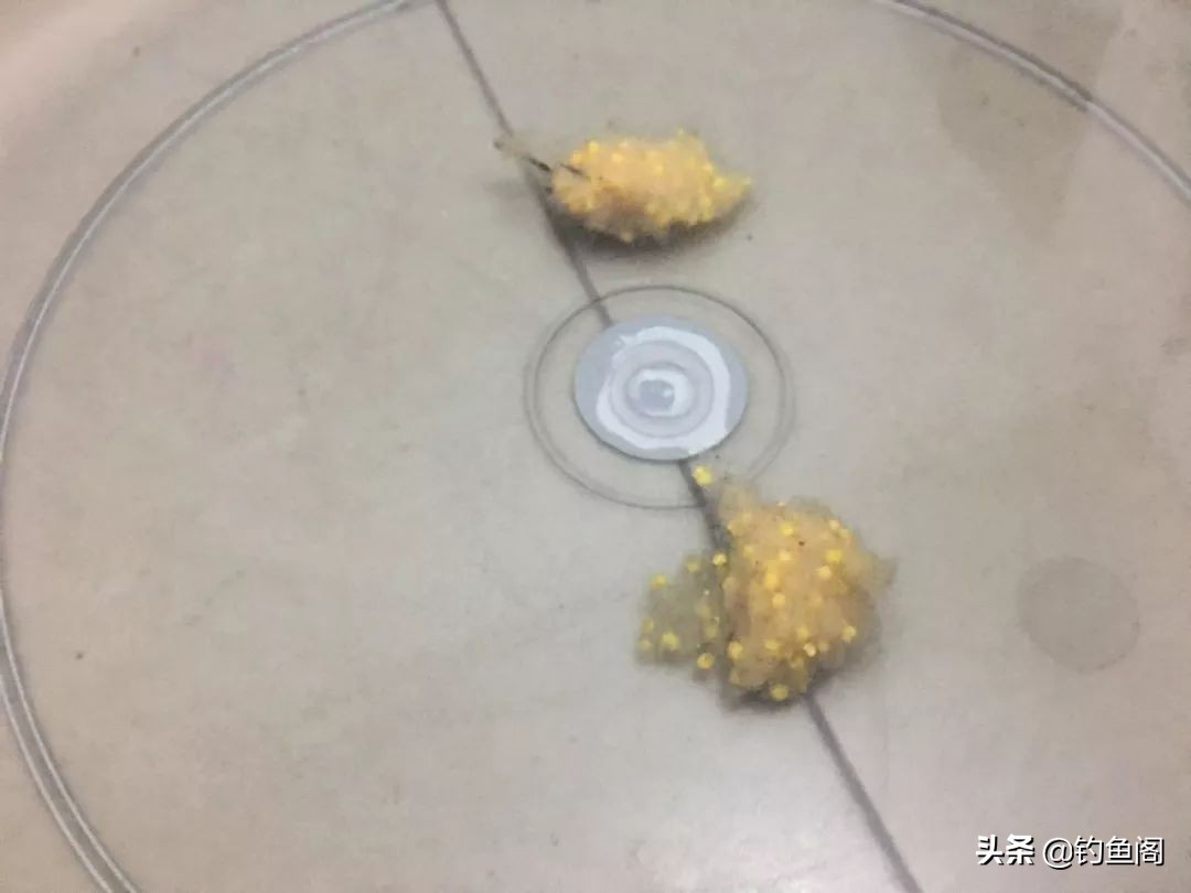 野钓餐条太多如何钓鲫鱼,野钓有餐条闹窝怎么办
