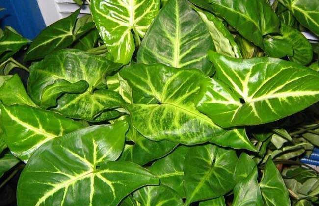 合果芋红芋盆栽施什么肥,盆栽合果芋怎么养成活率才高