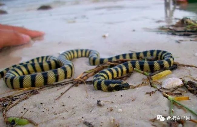 蛇如何升级为龙,可以升级的蛇