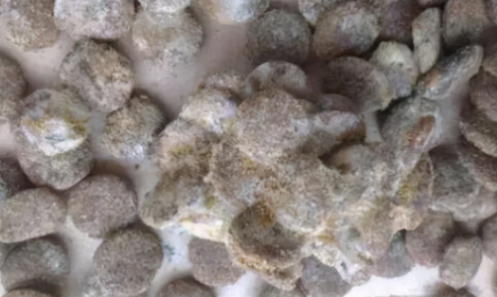 狗狗拉稀便的治疗方法,狗狗拉稀软便可以吃蒙脱石散吗