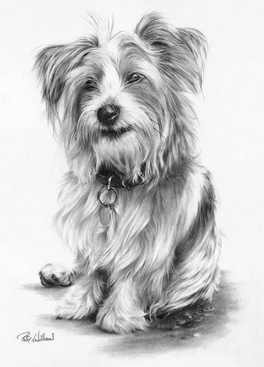 素描动物最全的收集,精微素描动物临摹高清大图