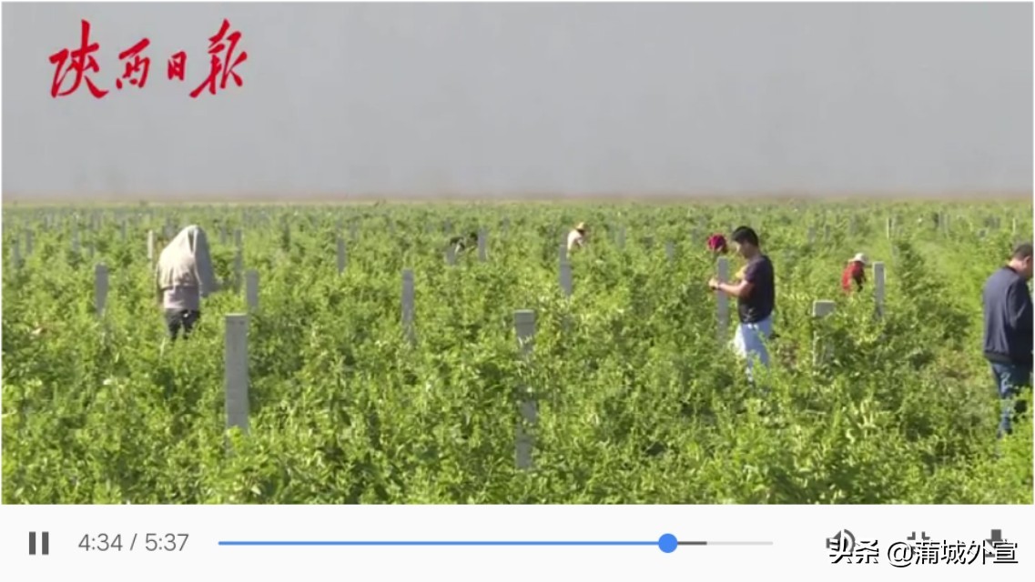 王春颜：“能给村上找个致富产业，也不枉在世上走一回