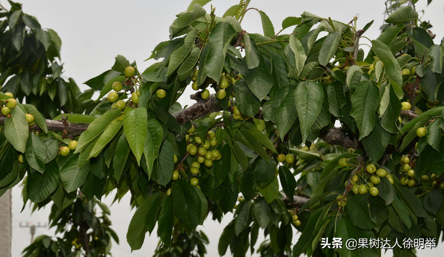 大樱桃全年管理主要防治病虫害,大樱桃开春管理