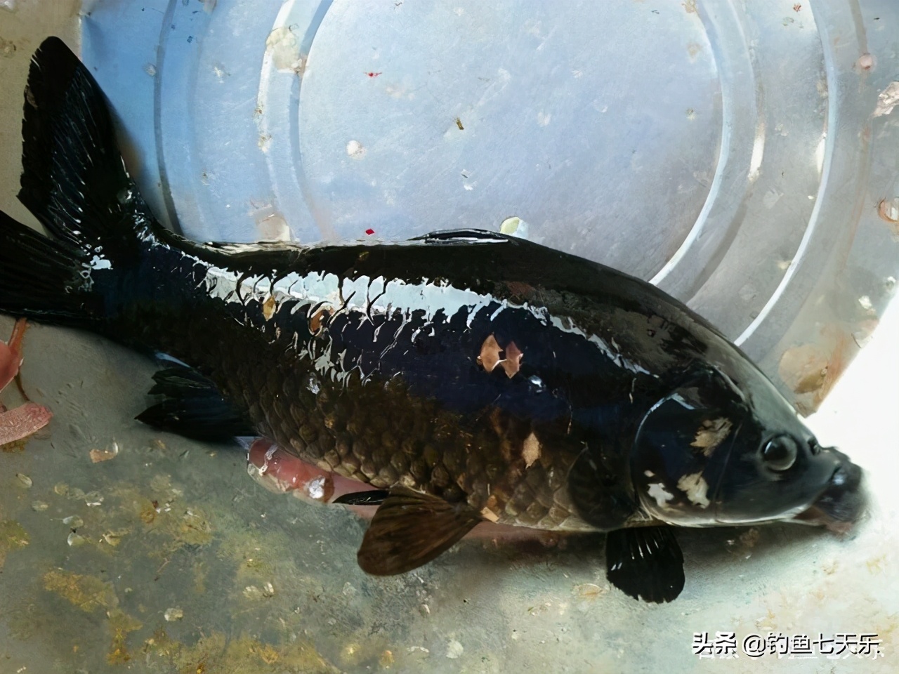 广东钓友钓获“黑鲤鱼”，浑身乌黑发亮！网友戏称：非洲来的