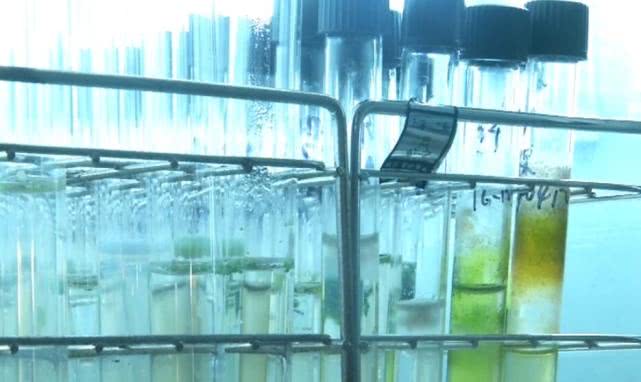 蓝藻水华怎么用,蓝藻水华介绍