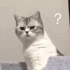 家里的猫咪有病了怎么办,猫咪佝偻病