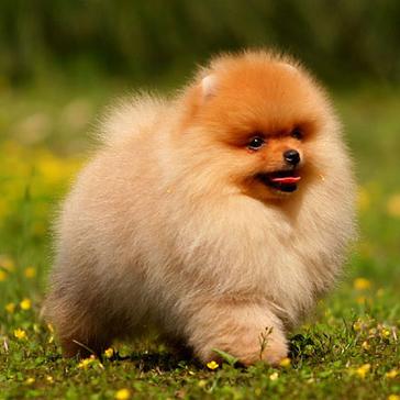 全世界100种名贵狗,世界上46多种名狗图文说明