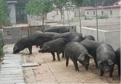 苏轼笔下的猪肉为何如此美味？微生物发酵饲料助力生态肉禽养殖