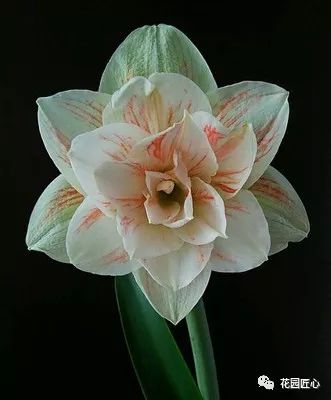 朱顶红为什么老是烂球,怎么才能让朱顶红不生小球