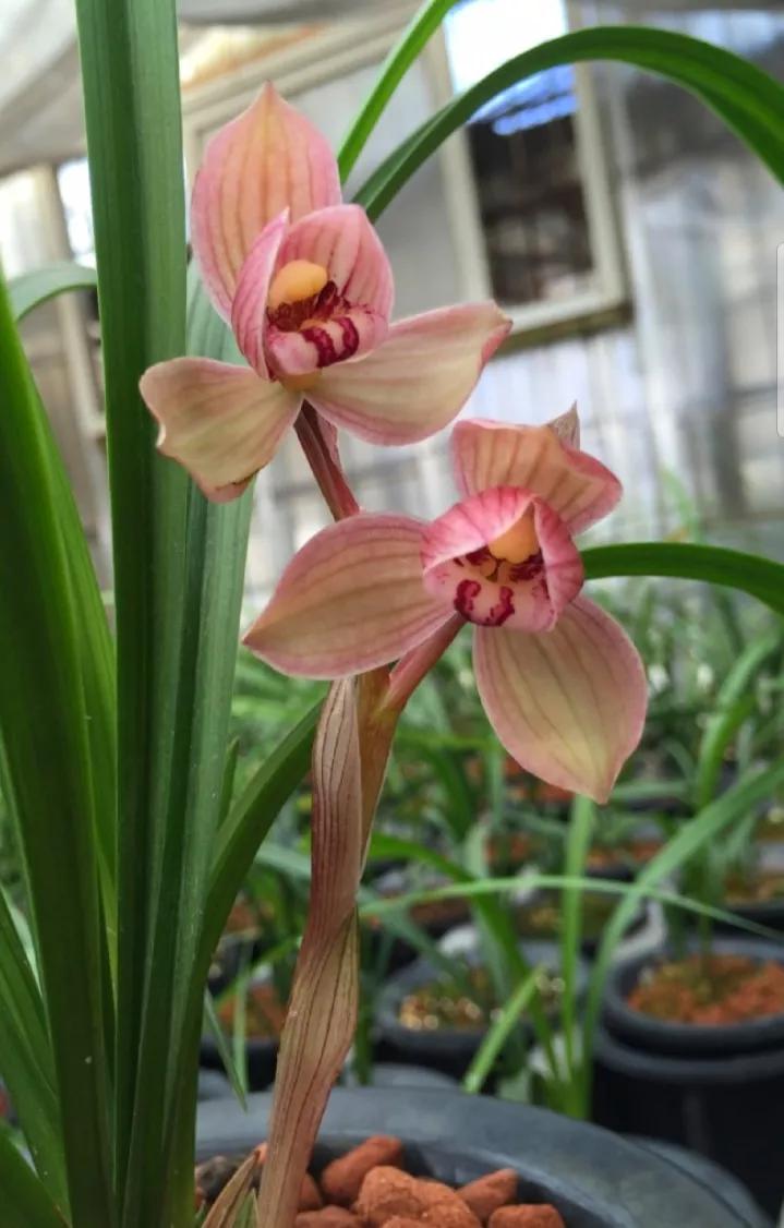 四川雅安早年出产的一颗春剑荷瓣，后来成为花中极品