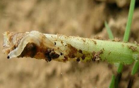 种植的大蒜有蒜蛆怎么办,种植大蒜地蛆怎么防治