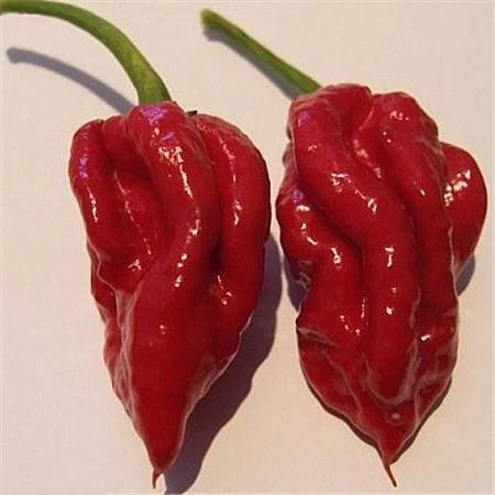 世界最辣辣椒1600万,世界最辣的辣椒排名视频