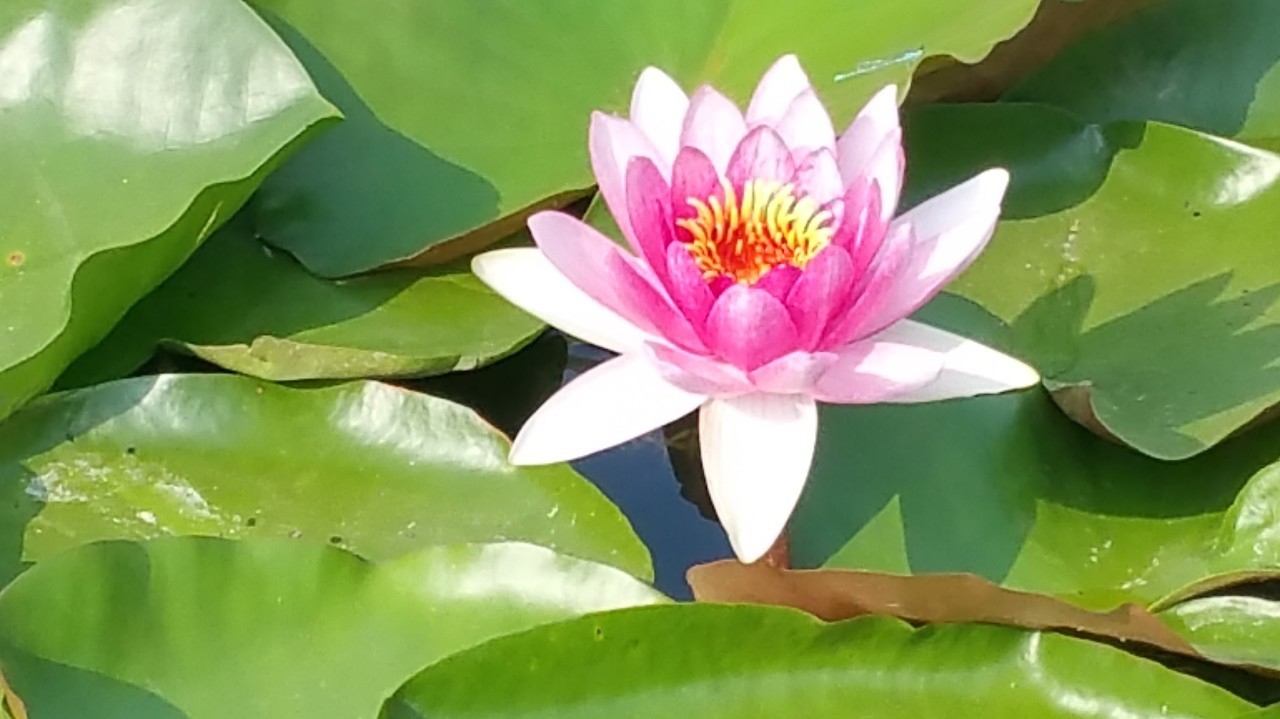 小学古诗词背诵及讲解,小学优秀古诗背诵指定篇目80篇