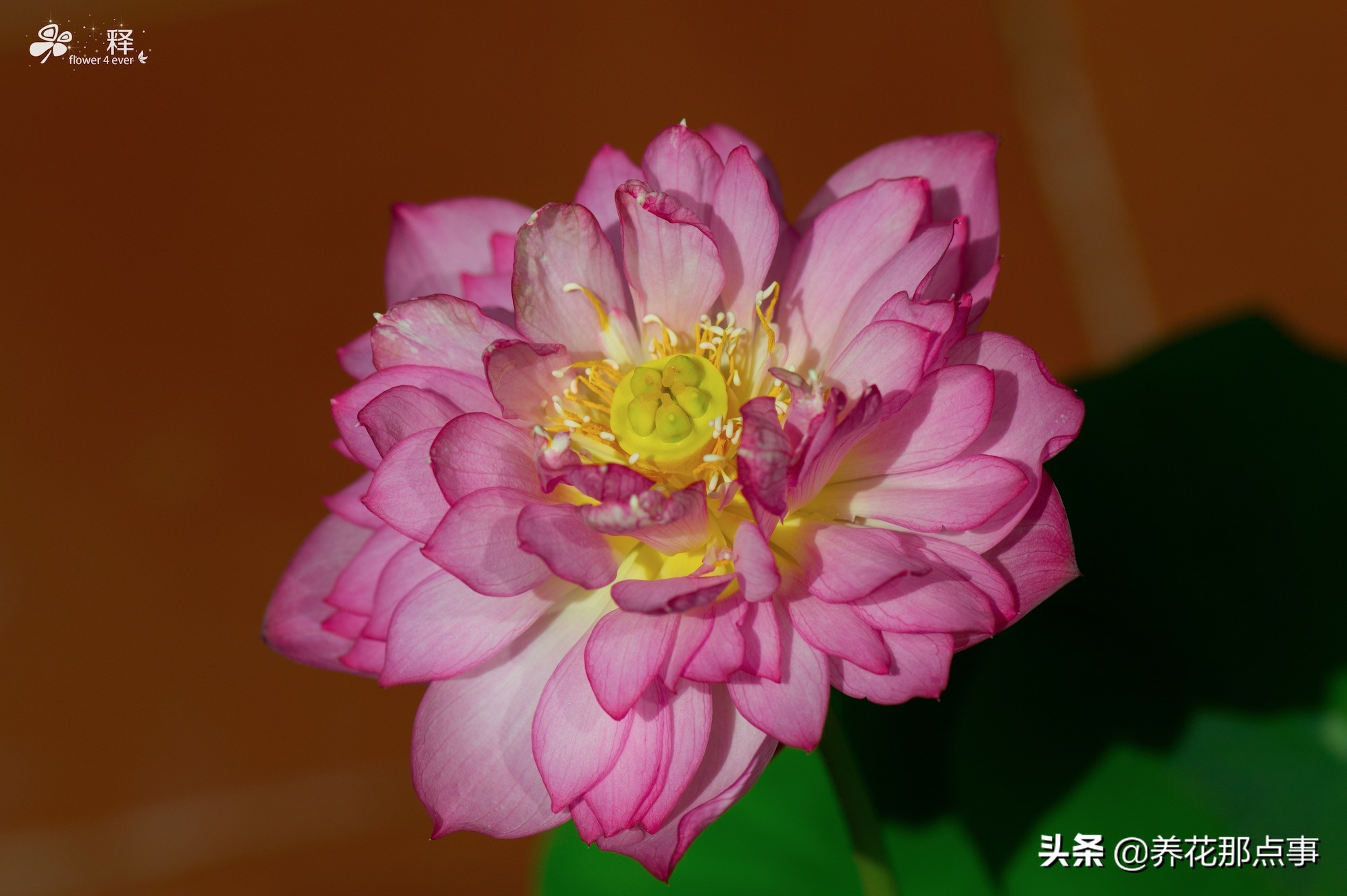 碗莲怎么养才能爆红,碗莲怎么弄好看又好养活