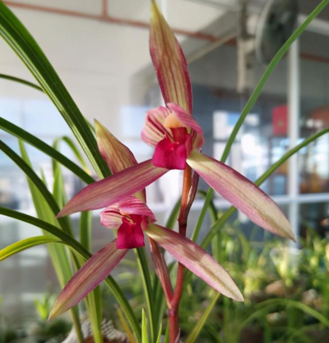 滇红素兰花是春兰还是寒兰,春兰腾越红素滇红哪个更优秀