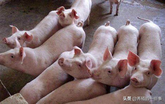 仔猪黄白痢是怎么引起的如何防治,仔猪黄白痢好治吗