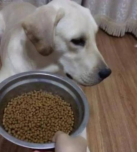 拉布拉多挑食不吃饭是不是有虫子,拉布拉多就是不吃狗粮咋办
