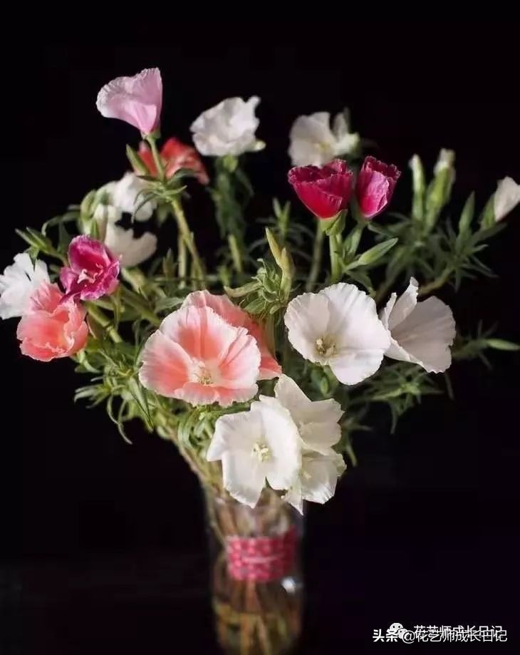 10种在花镜设计中常用的紫色花卉,南方适合做花境的花卉种类