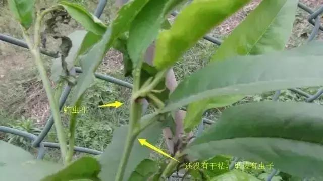 梨小食心虫的卵在桃树嫩梢上吗,怎样预防桃树食心虫