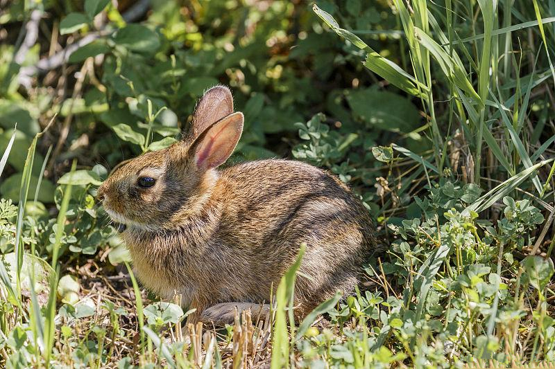 养兔技术兔的免疫接种分类及方法,兔巴氏杆菌病症状和治疗