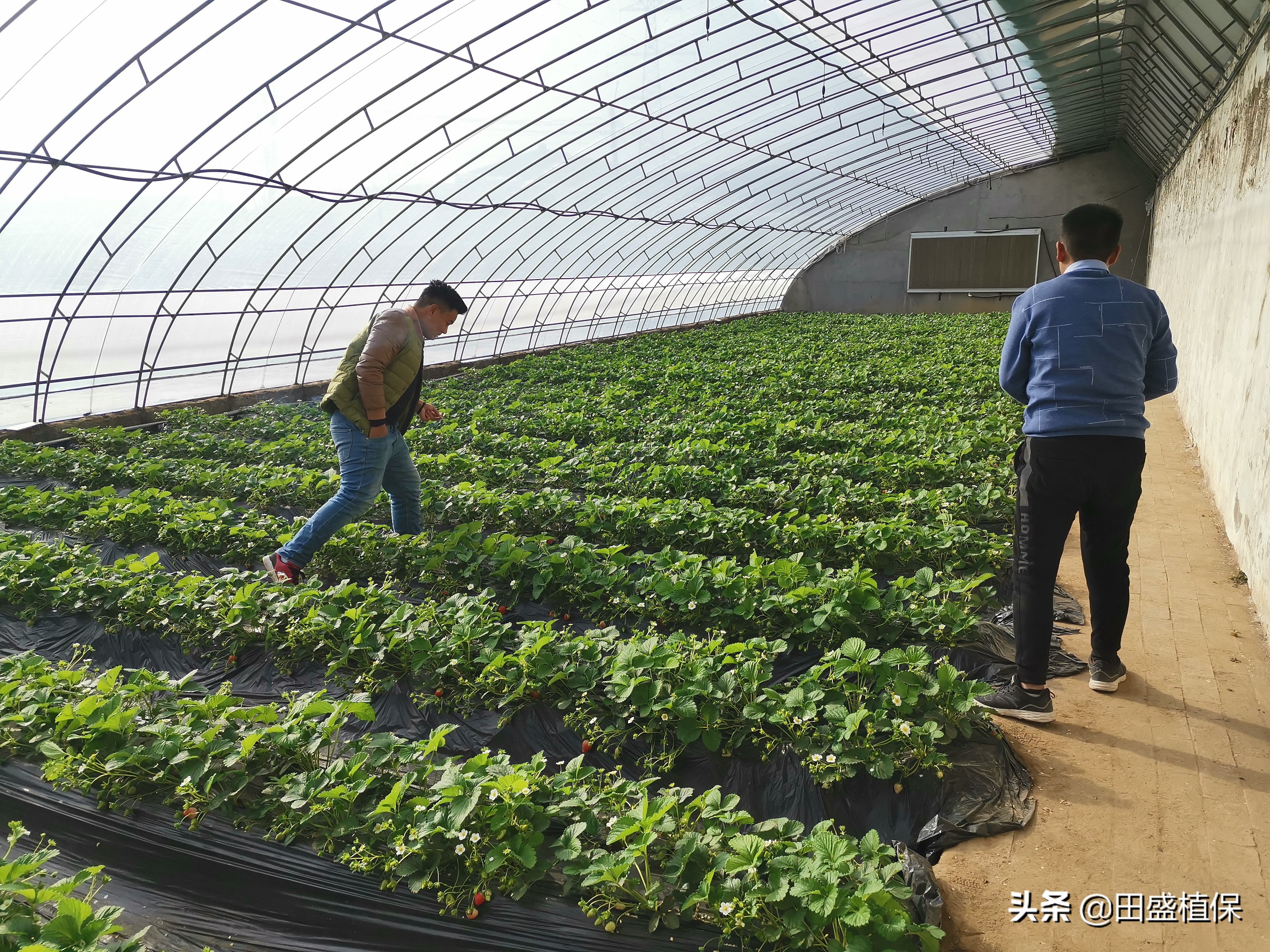 草莓种植离不开精准科学管理,草莓优质高产种植方案之病虫害