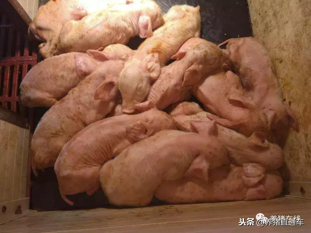 产房仔猪拉稀瘦小怎么护理,产房乳猪拉稀打针不恢复