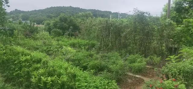 湖南陈先生30万自建农村小平房，有假山有菜园，占地1亩就是爽