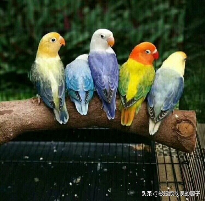 哪些牡丹鹦鹉可以合法饲养,牡丹鹦鹉不让公鸟进窝是怎么回事