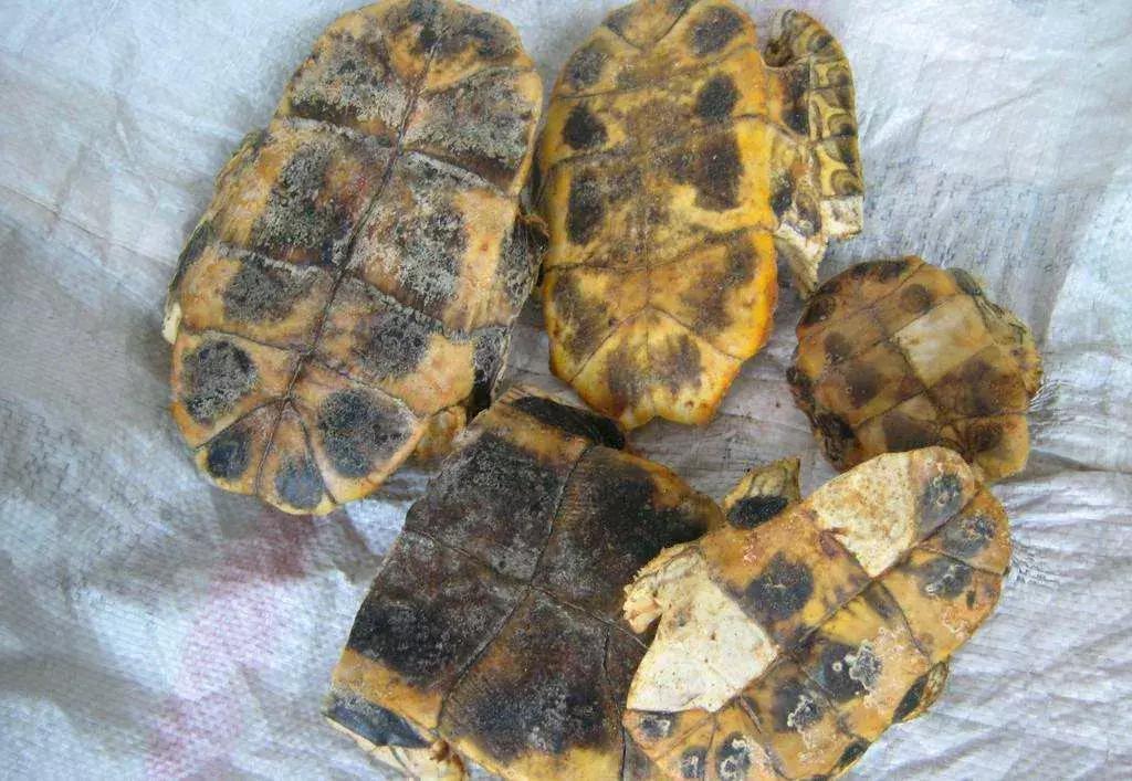 白色凉粉和黄色凉粉的区别,跟凉粉一样的东西是什么