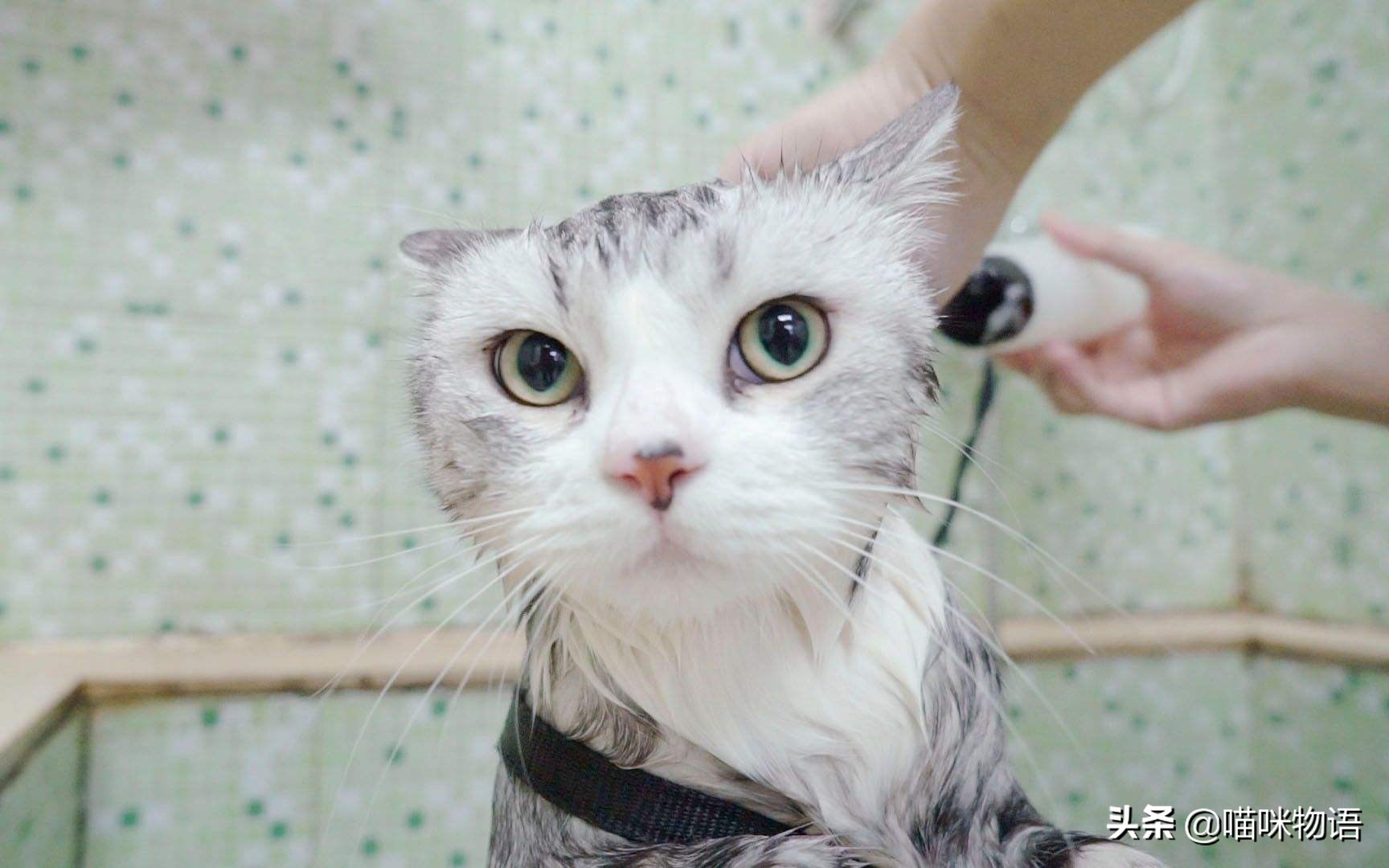 夏天猫毛狂掉怎样清理家中的猫毛,家里养猫咪猫毛满天飞怎么办