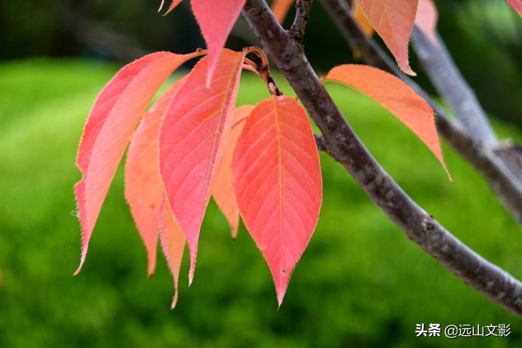 索尼黑卡二怎么拍,索尼黑卡2大光圈拍视频