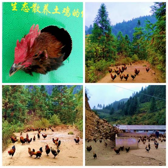 龙胜凤鸡竟“飞”入海鲜市场,“高规格”背后大有文章