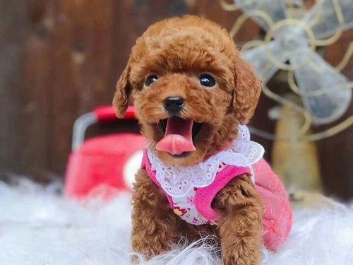 泰迪犬大便稀是怎么了,泰迪犬大便有白色黏液