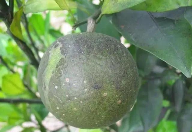 柑橘病虫害最新防治技术,柑橘病虫害详解视频教程