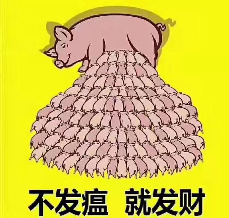 非洲猪瘟和蓝耳的症状