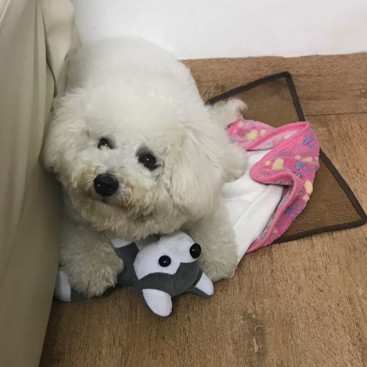 狗狗被陌生人带走了怎么找回来,狗狗丢了怎么找回来最简单的方法