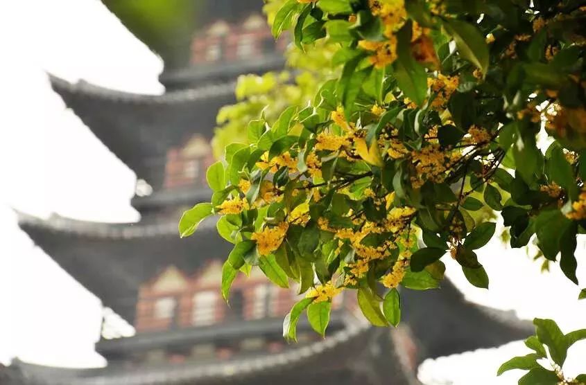 「乐活」寻找秋天的香气,这份赏桂地图请收好~