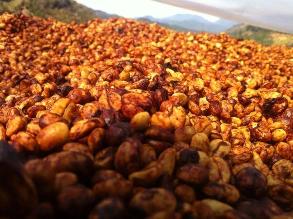 哥斯达黎加黑蜜咖啡,咖啡产区有什么区别