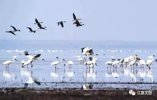 鄱阳湖大草原帐篷展,鄱阳湖国家湿地公园最新视频