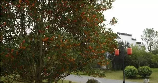 「乐活」寻找秋天的香气,这份赏桂地图请收好~