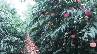 金秋红蜜桃打破吉尼斯世界纪录,金秋红蜜吉尼斯世界纪录