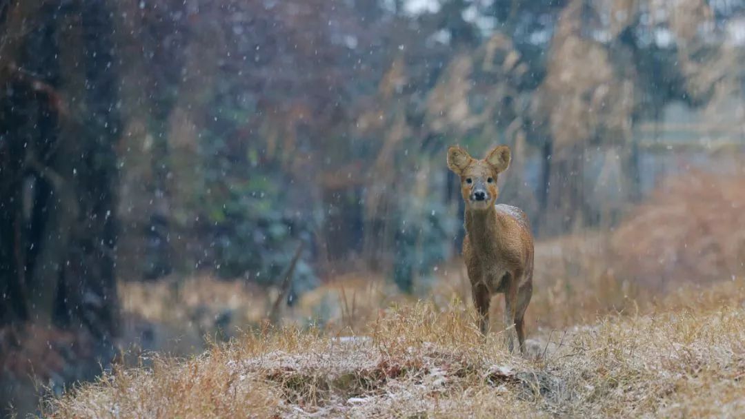 阿拉看环境｜“城市森林中的小生灵”申城有群特殊居民