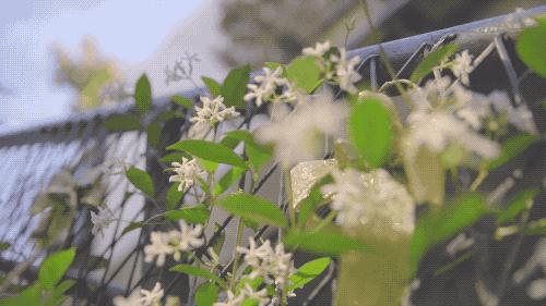 玉溪赏花游玩好地方推荐胜地,哇家玉溪