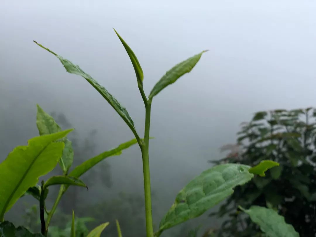 云南德宏最美茶园,芒市田园风景