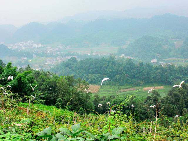 好甜的红心猕猴桃,野生猕猴桃好甜