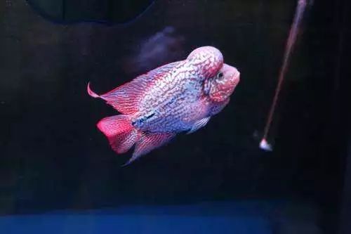 养殖罗非要多久,养殖罗非要几个月