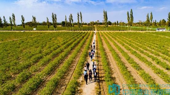 宁夏红保健酒怎么样,宁夏红是保健酒吗