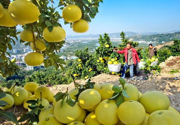 中华第一名柚,柚子中华第一柚